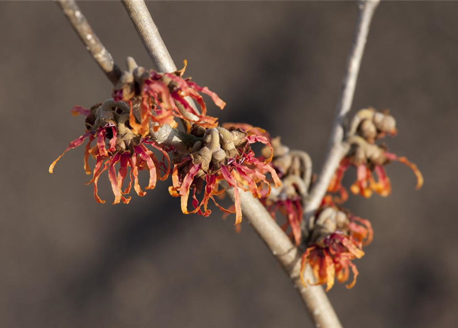 Hamamelis x intermedia 'Diane'