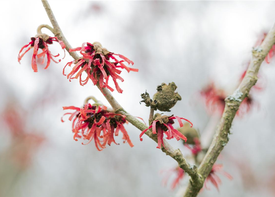 Hamamelis x intermedia 'Diane'