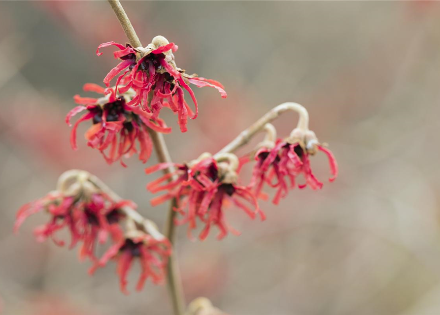 Hamamelis x intermedia 'Diane'