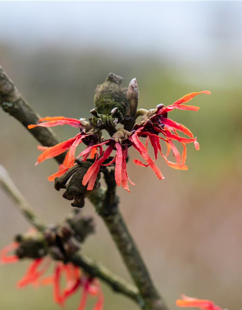 Hamamelis x intermedia 'Diane'