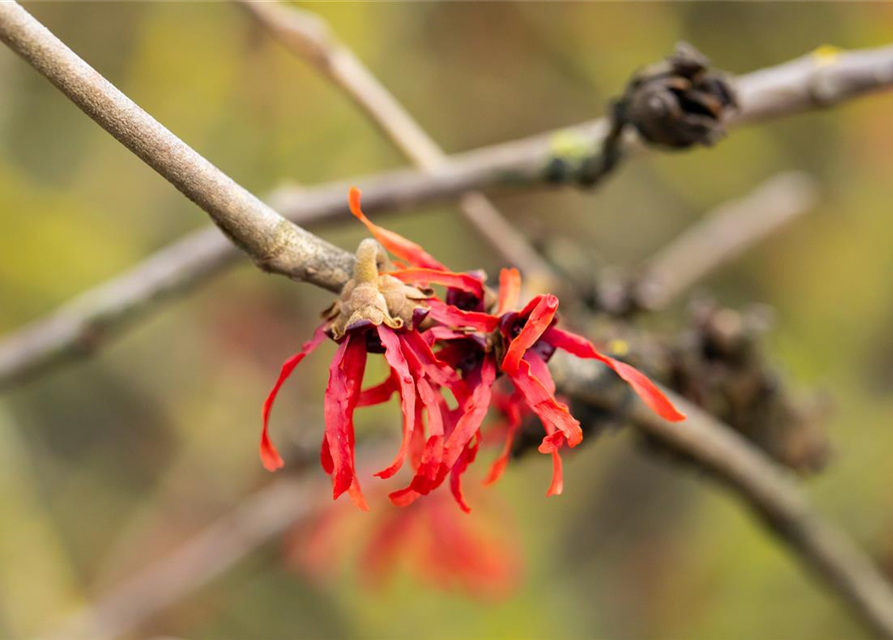 Hamamelis x intermedia 'Diane'