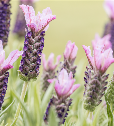 Lavandula stoechas, rosa