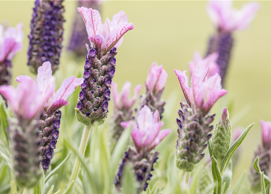 Lavandula stoechas, rosa