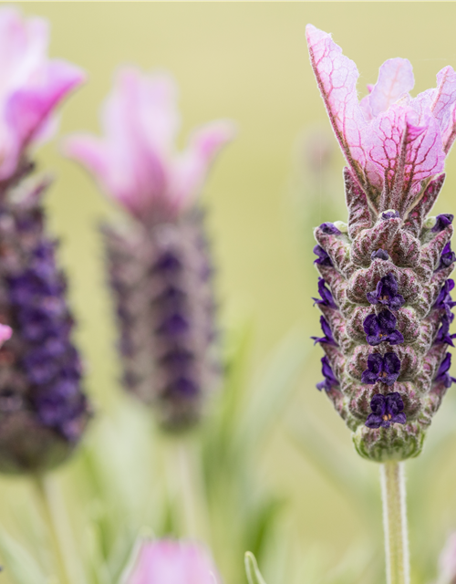 Lavandula stoechas, rosa