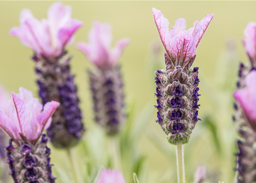 Lavandula stoechas, rosa