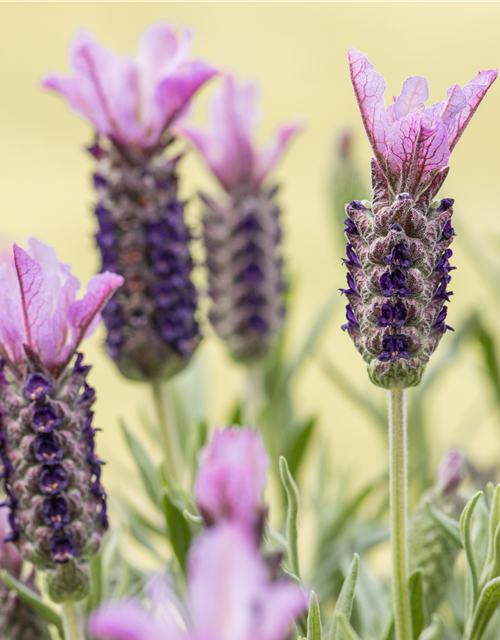 Lavandula stoechas, rosa