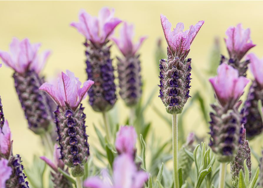 Lavandula stoechas, rosa