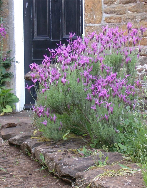 Lavandula stoechas, rosa