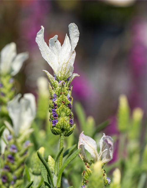 Lavandula stoechas, weiß