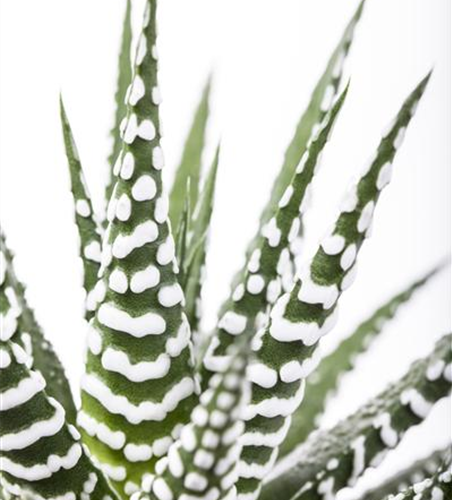 Haworthia fasciata