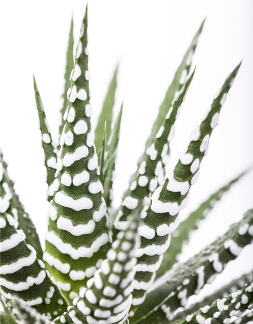 Haworthia fasciata