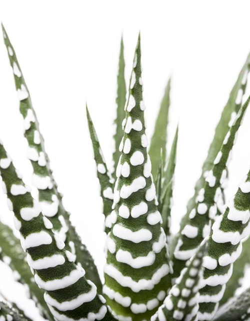 Haworthia fasciata