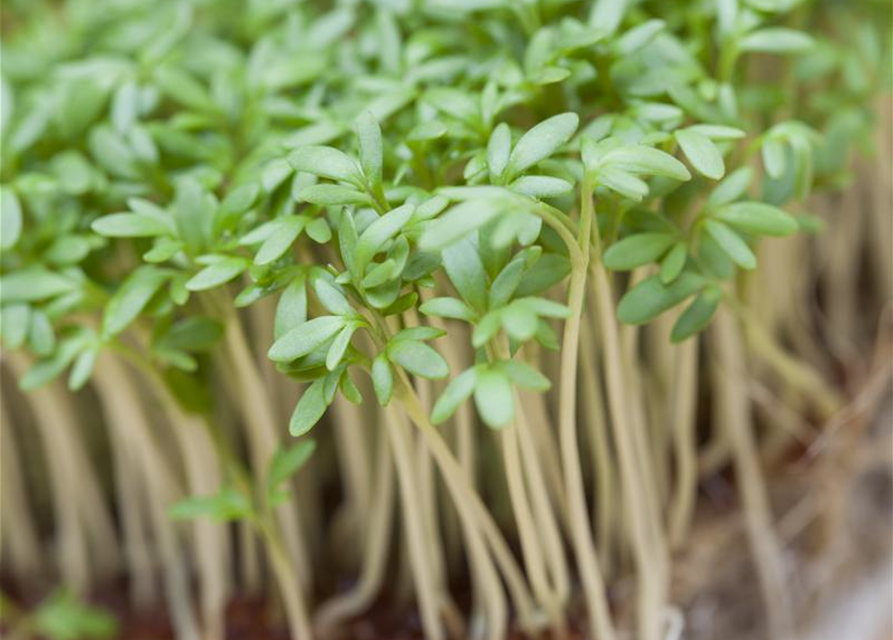 Lepidium sativum