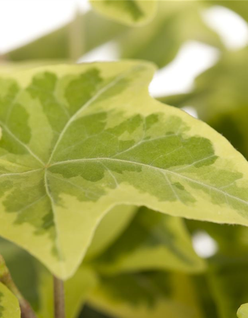 Hedera helix