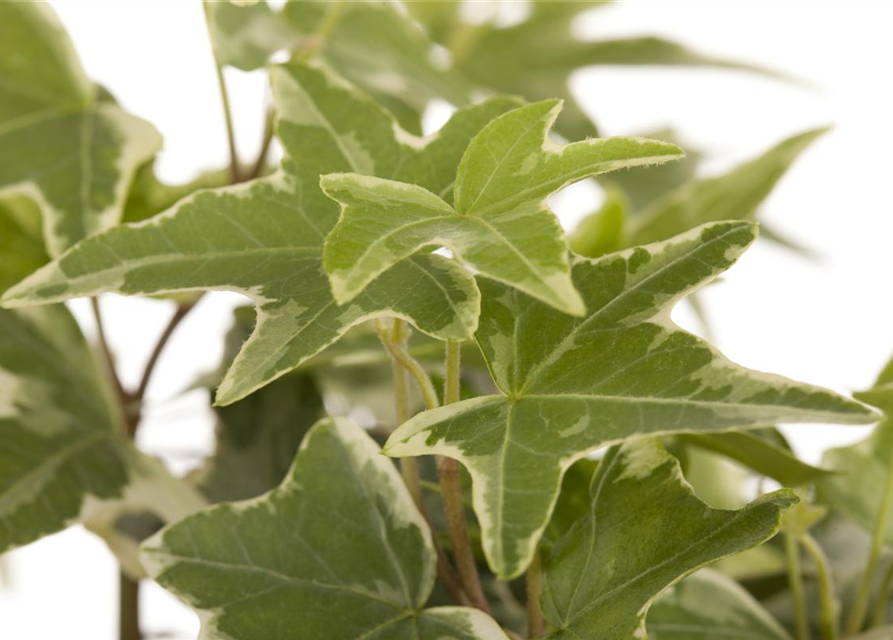 Hedera helix