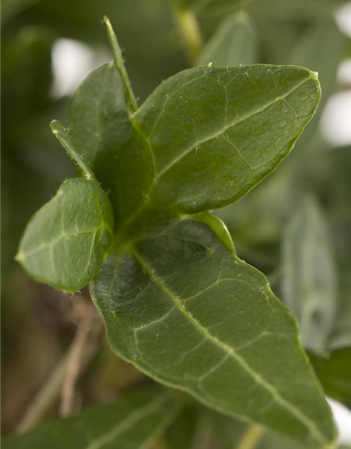 Hedera helix