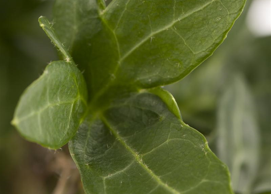 Hedera helix