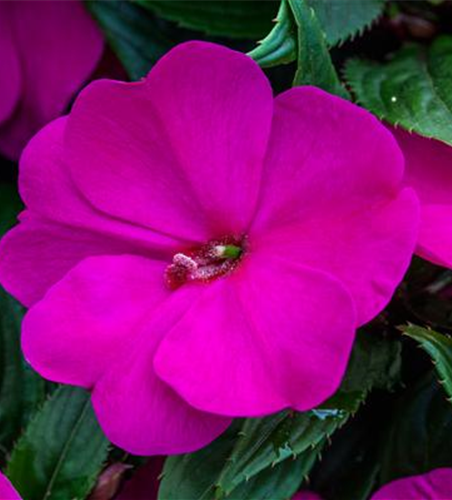 Impatiens neuguinea