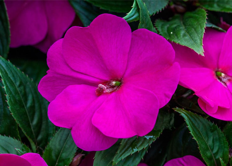 Impatiens neuguinea