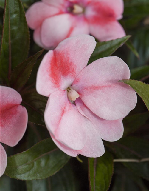 Impatiens neuguinea