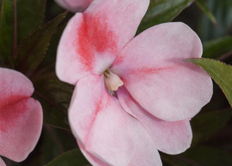 Impatiens neuguinea