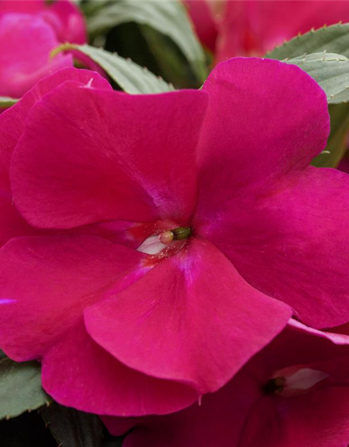 Impatiens neuguinea