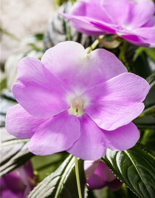 Impatiens neuguinea