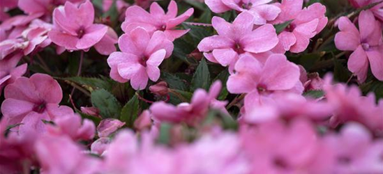 Impatiens neuguinea, rosa