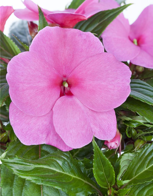 Impatiens neuguinea, rosa