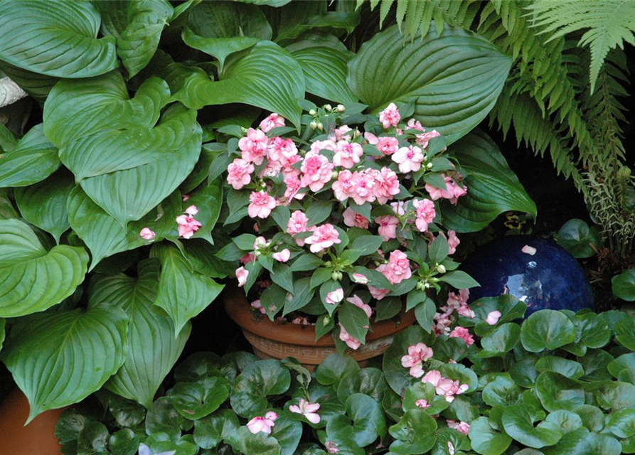 Impatiens neuguinea, rosa