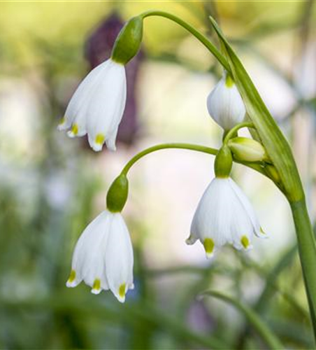 Leucojum aestivum