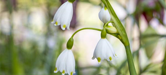 Leucojum aestivum