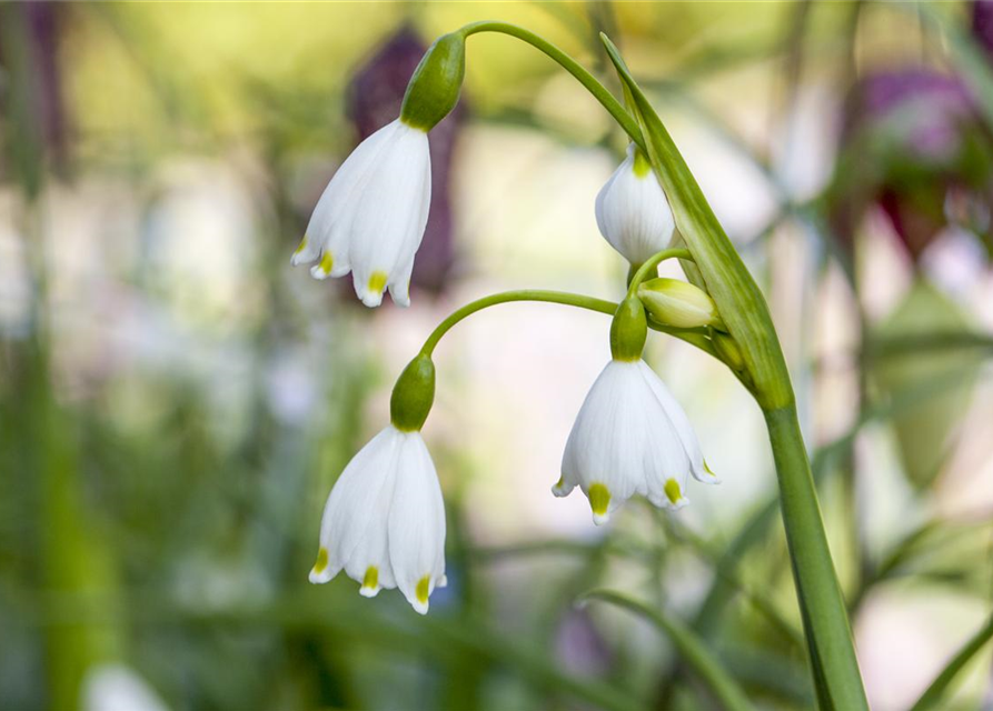 Leucojum aestivum