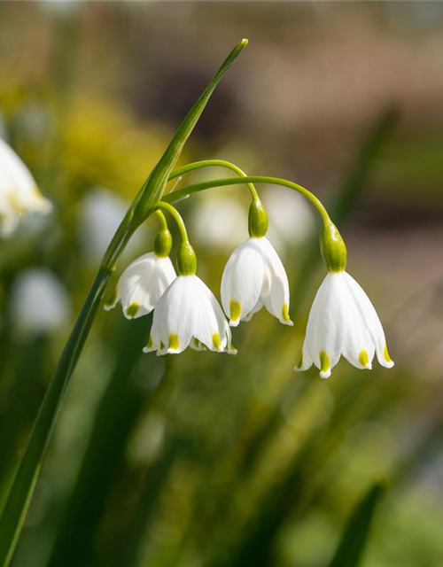 Leucojum aestivum