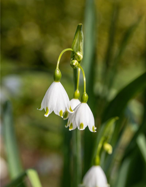 Leucojum aestivum