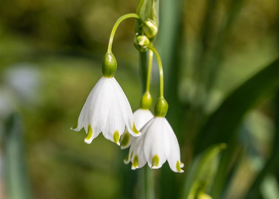 Leucojum aestivum