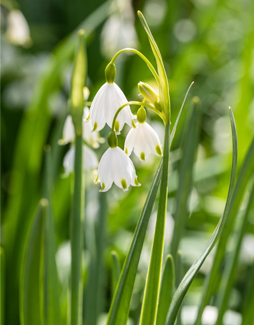 Leucojum aestivum