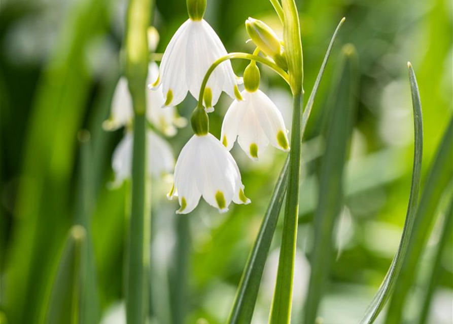 Leucojum aestivum