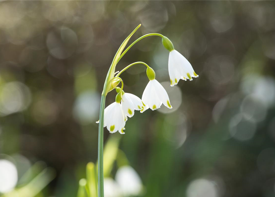 Leucojum aestivum