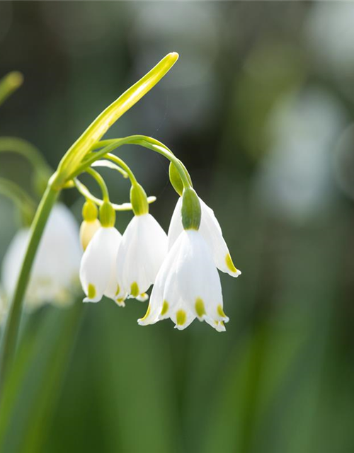 Leucojum aestivum