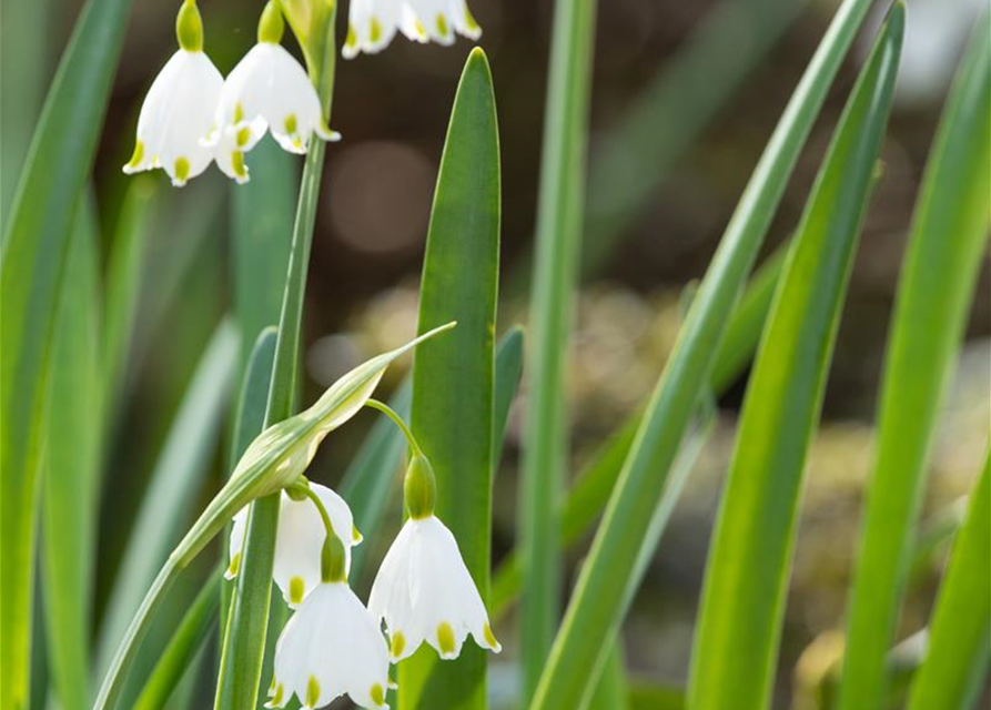 Leucojum aestivum