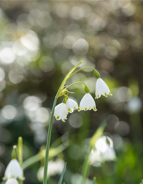 Leucojum aestivum