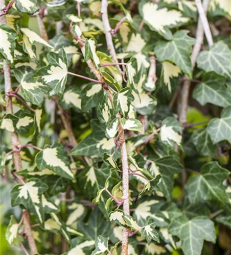 Hedera helix 'Goldheart'