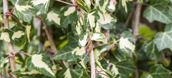 Hedera helix 'Goldheart'