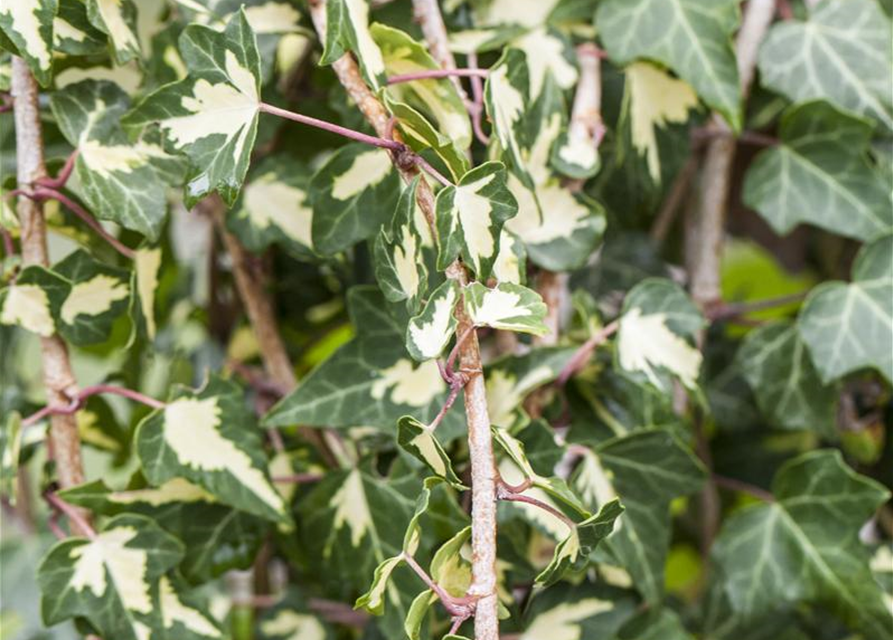 Hedera helix 'Goldheart'