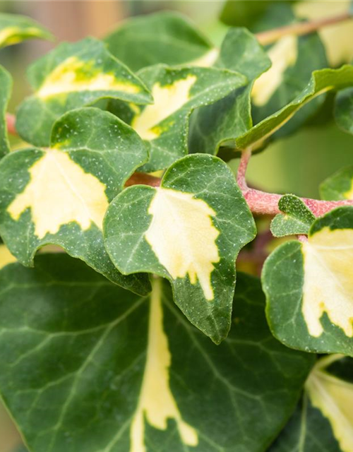 Hedera helix 'Goldheart'