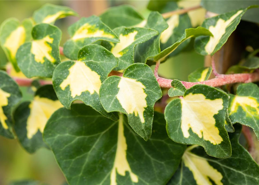 Hedera helix 'Goldheart'