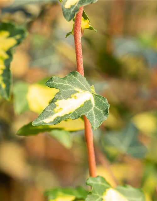 Hedera helix 'Goldheart'