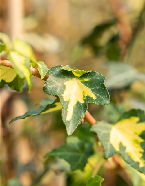 Hedera helix 'Goldheart'