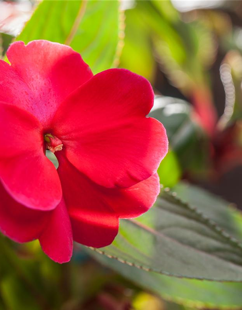 Impatiens neuguinea, rot